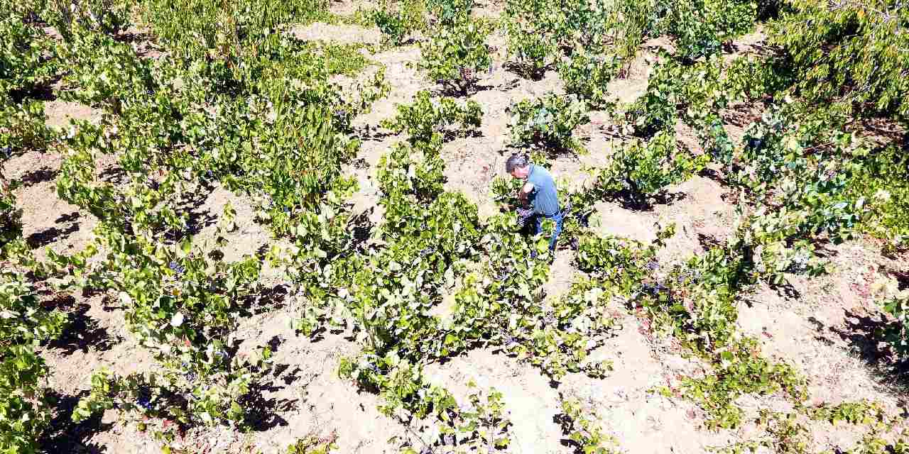 kuraklik uzumu vurdu gecti OKU3VmtS