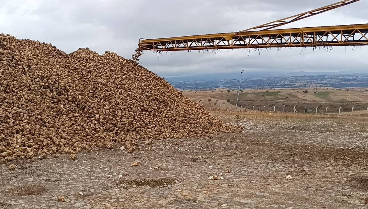 samsunda seker pancari hasadi basladi OYrDQD5g