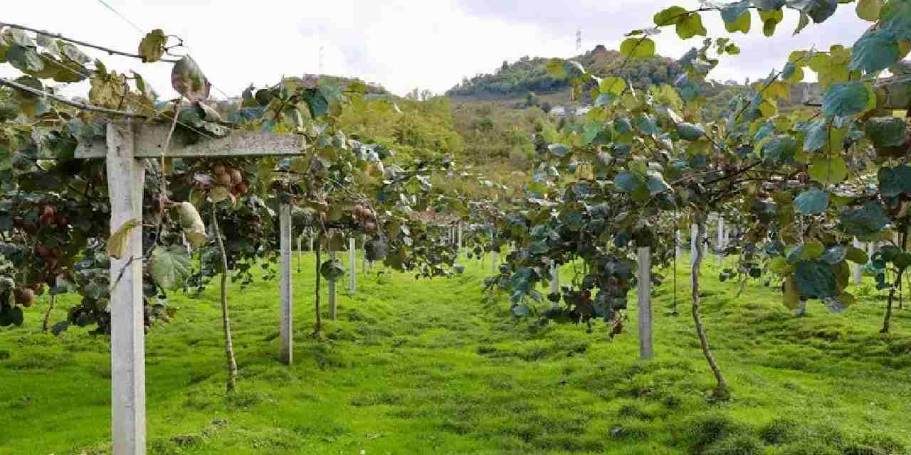 4 bin ton rekolte bekleniyor kilogram fiyati belli oldu zaEBbs7r.jpg