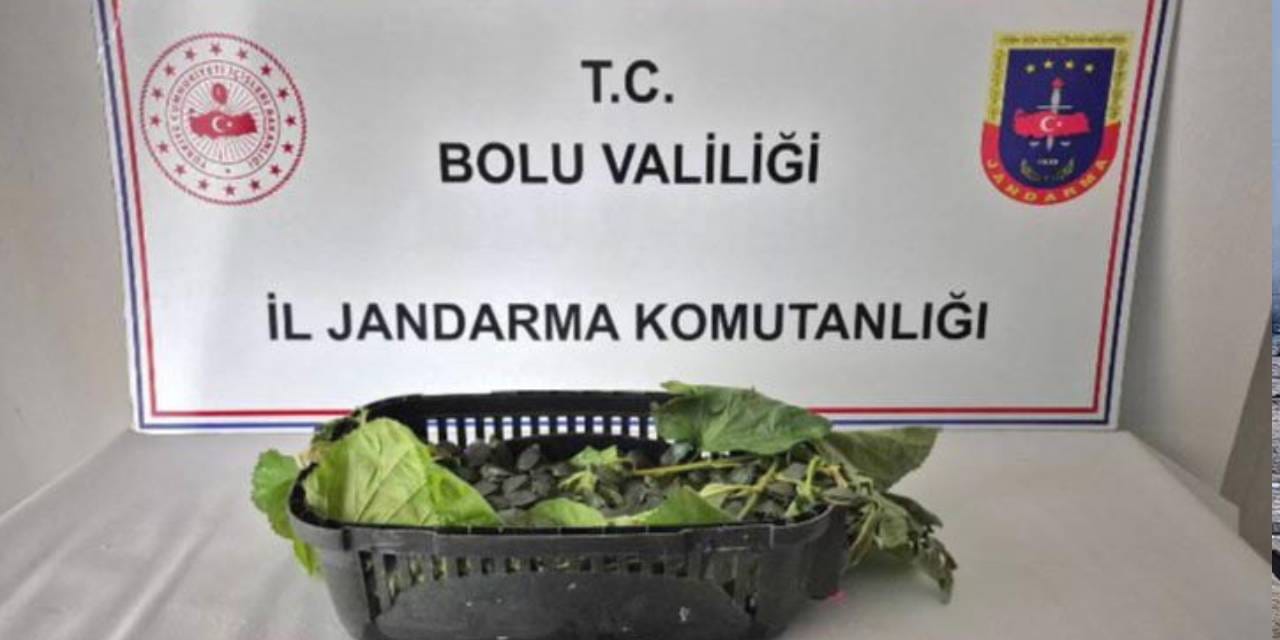 istilaci olarak biliniyor ulkeye sokulmasi yasak yuzlercesi ele gecirildi b7P7jqpL.jpg