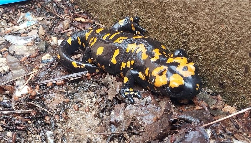 nesilleri tehdit altinda bitliste sari benekli semenderler goruldu JFy5p47K.jpg