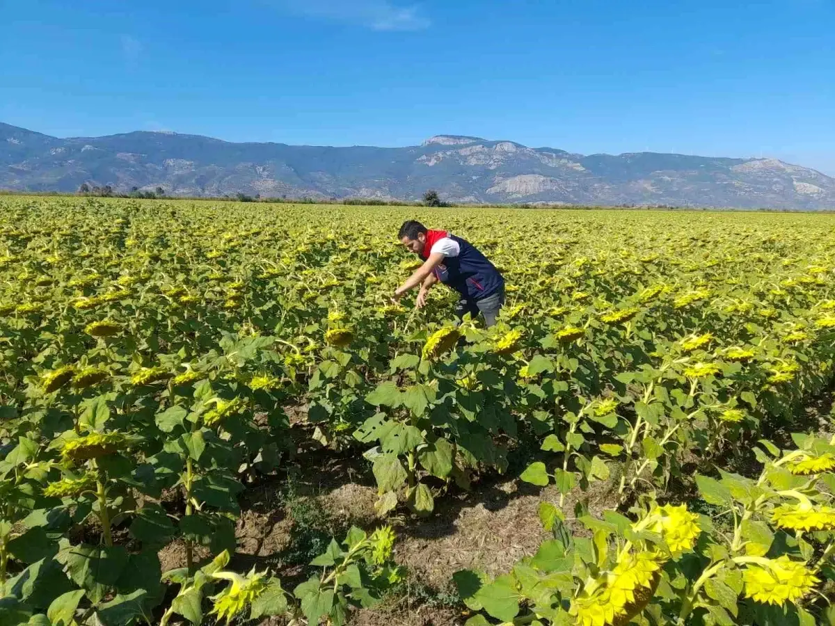 soke tarim mudurlugu 2025 desteklemeleri icin pamuk ve aycicegi saha calismalari yuruttu xgcaapI4.jpg