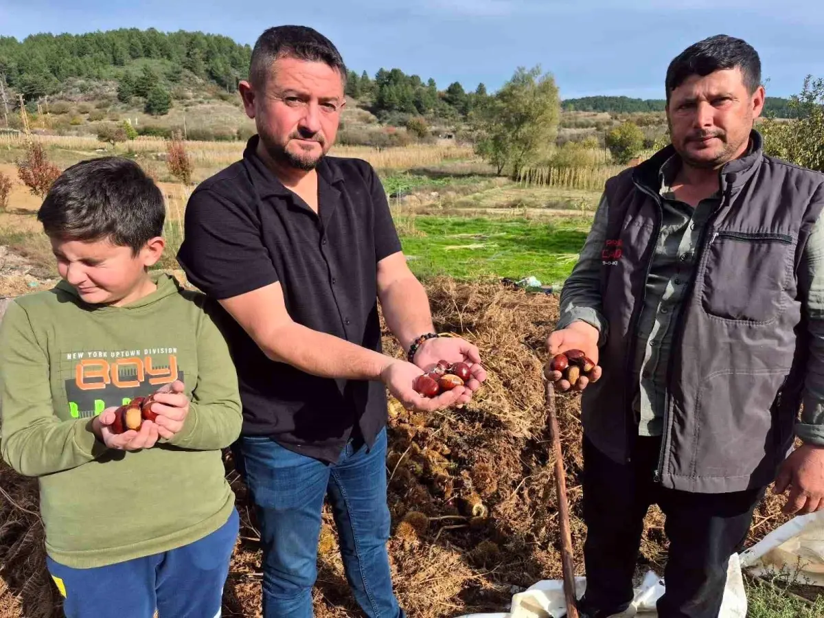 buldanda kestane hasadi basladi 1rakRhdG.jpg