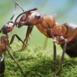 atlas-featured-3417-1775420995-LWXXj4