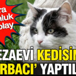 Cezaevi kedisini torbaci yaptilar akillara durgunluk veren olay h4t7ODPr