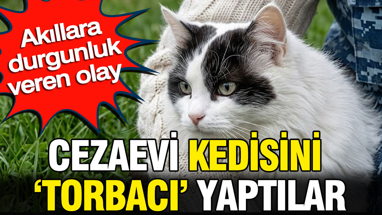 Cezaevi kedisini torbaci yaptilar akillara durgunluk veren olay h4t7ODPr